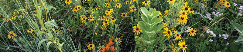 pheg-ctm-flowers-section-hero