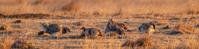 Pheasants in field