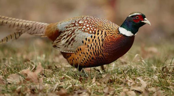 Pheasant in grass facing right