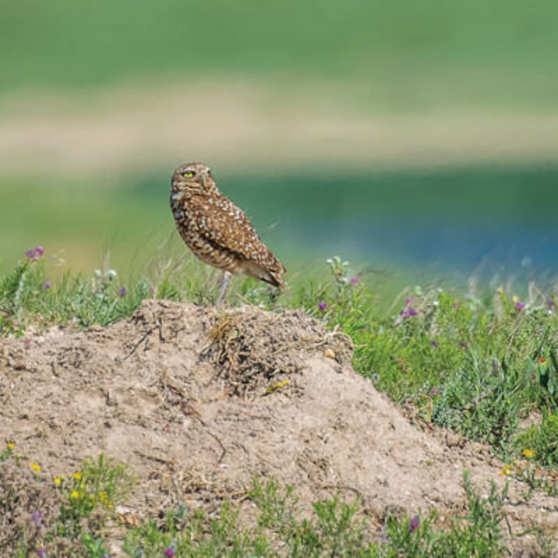 Burrowing Owl raptor