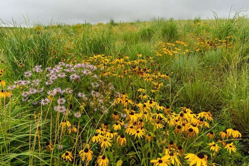 Field, flowers, and overcast