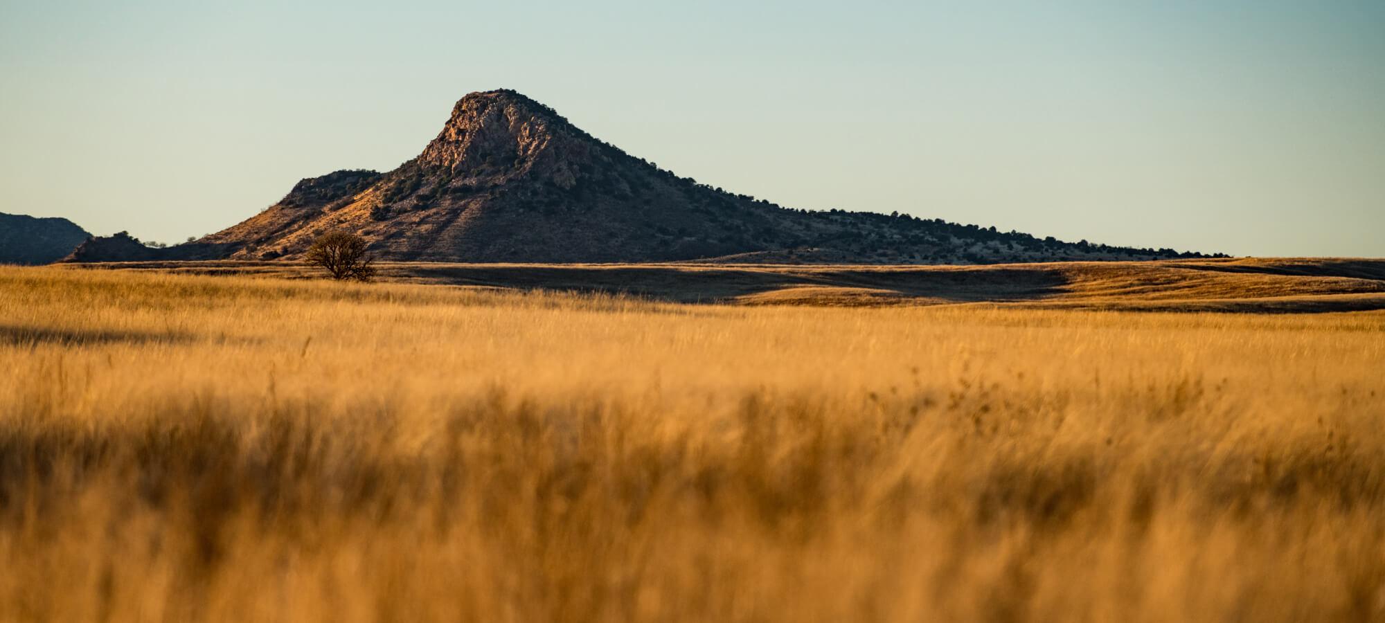 arizona-grasslands-initiative-section-hero