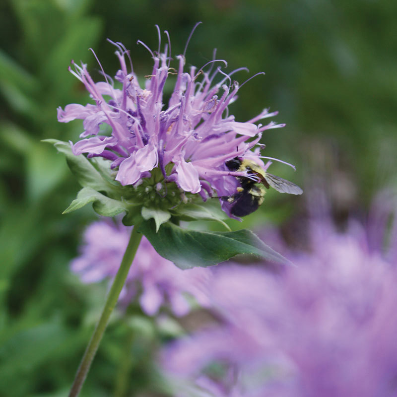 Monarda flower
