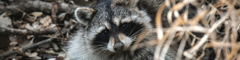 Raccoon in the woods