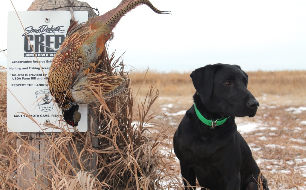Dog and pheasant on post