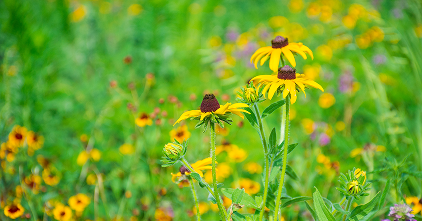 homepage-habitat-store-card-item