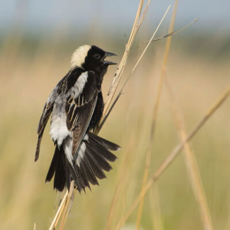 Bobolink grassland songbird