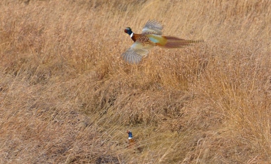 Pheasants Facts Identification