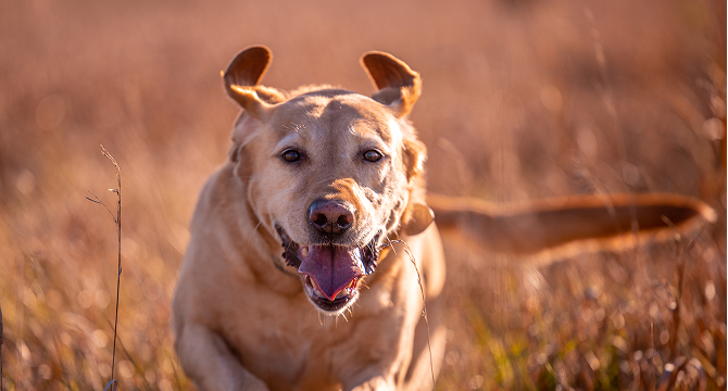 promo-block-bird-dog-default-item