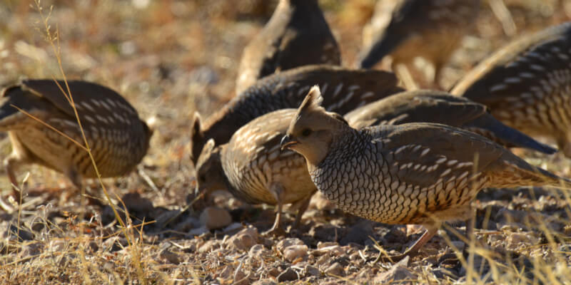 arizona-grasslands-initiative-birds-wide-inline