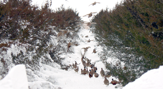 pheg-pheasant-winter-cover-inline