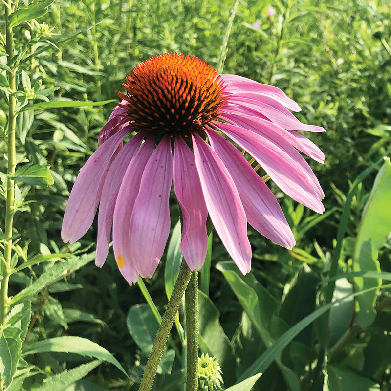 Purple Coneflower flower