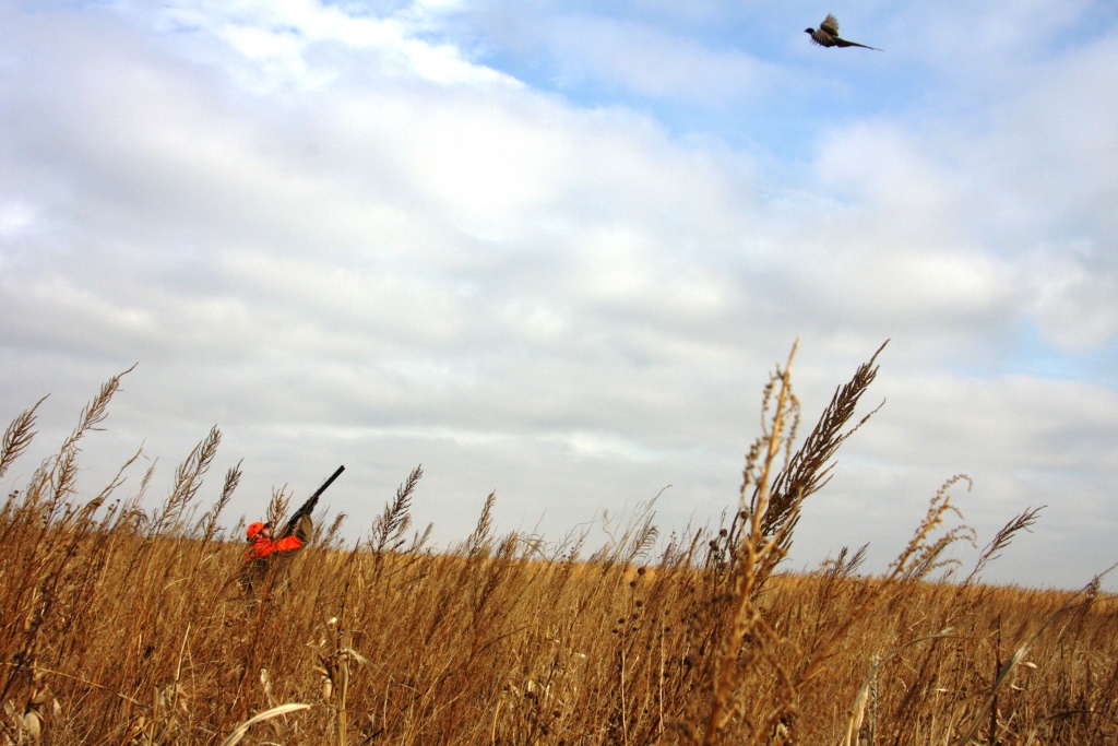 Hunter in field aiming at pheasant