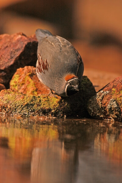 arizona-grasslands-initiative-bird-02-inline