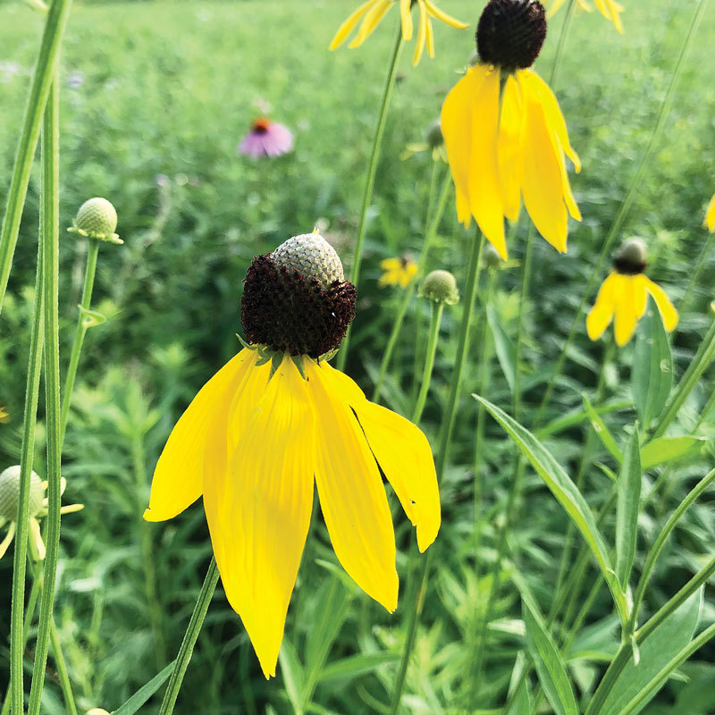 Yellow Coneflower flower