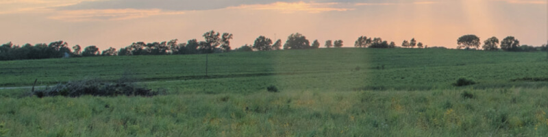 Field with trees in the distance