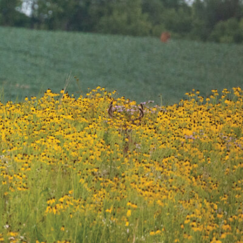White-tailed Deer pictured