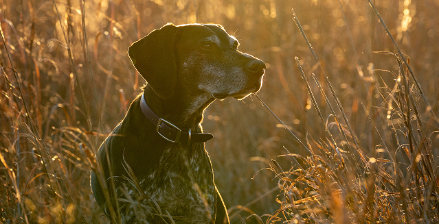 card-block-dog-default-item