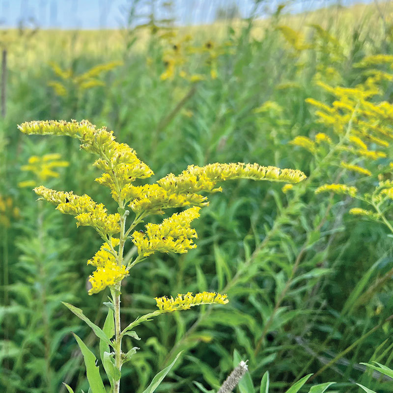 Goldenrod flower