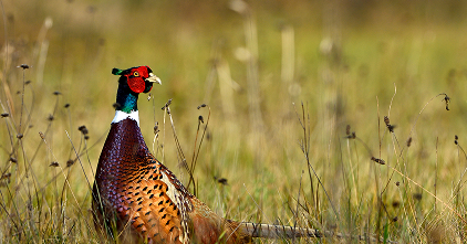 homepage-conservation-friendly-brands-card-item