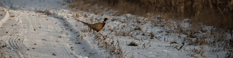 Pheasant in snow