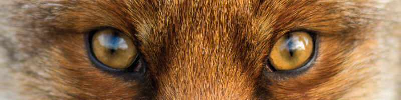 Fox eyes