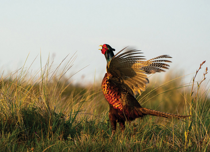 pheg-pheasant-calling-stacked-content-item