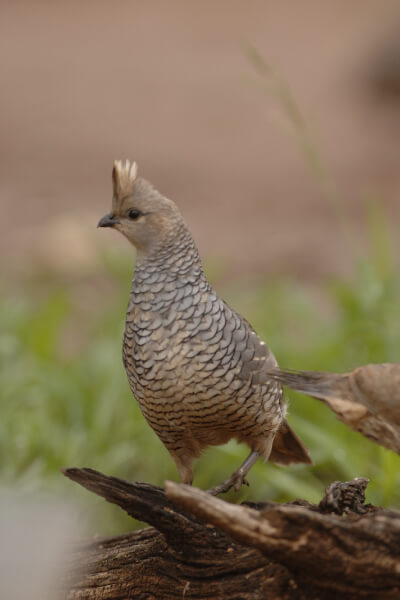 arizona-grasslands-initiative-bird-01-inline