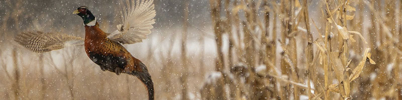 Pheasant flying in snow