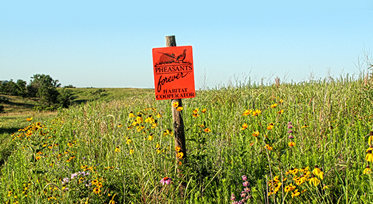 pheg-pheasant-nesting-cover-inline