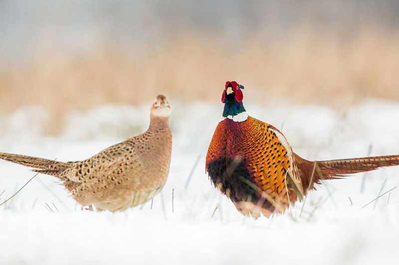 mission-vision-pheasants-inline