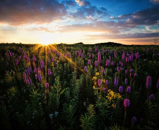 donate-field-sunset-donations-block