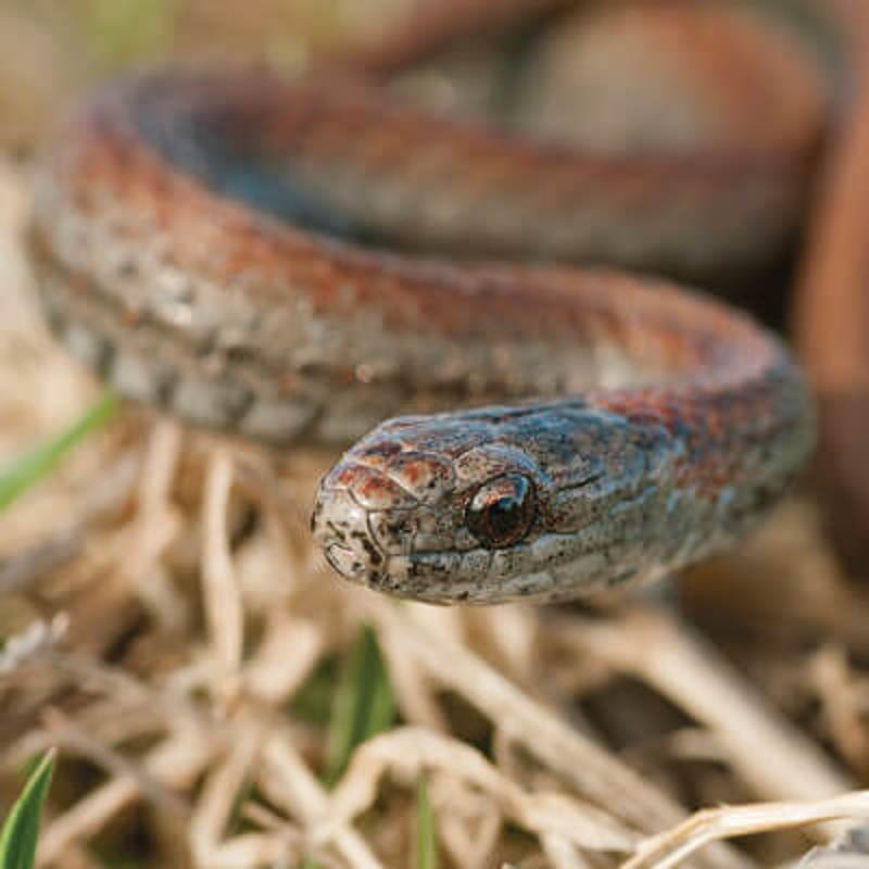 Redbellied Snake reptile