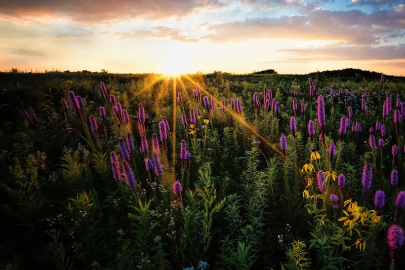Field, flowers, and sunset