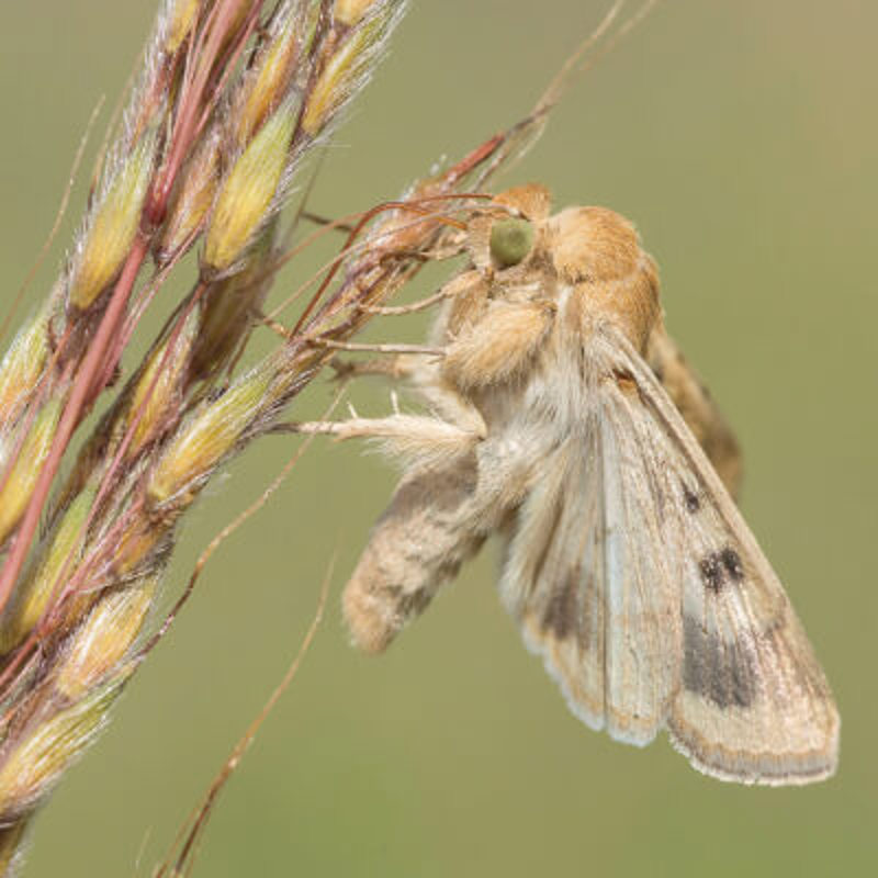 Corn Earworm moth