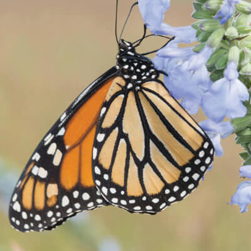 Monarch butterfly