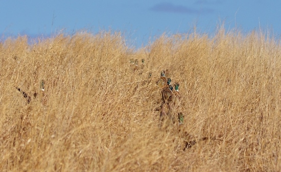 pheg-pheasant-preators-inline