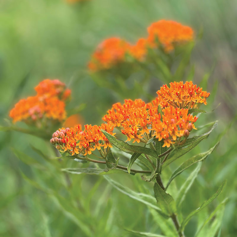 Butterfly Milkweed flower